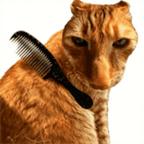 给猫梳毛